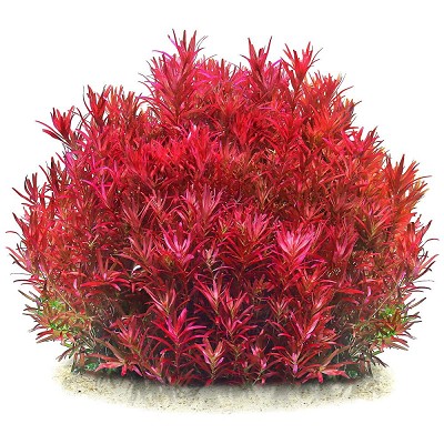 Achtergrond planten