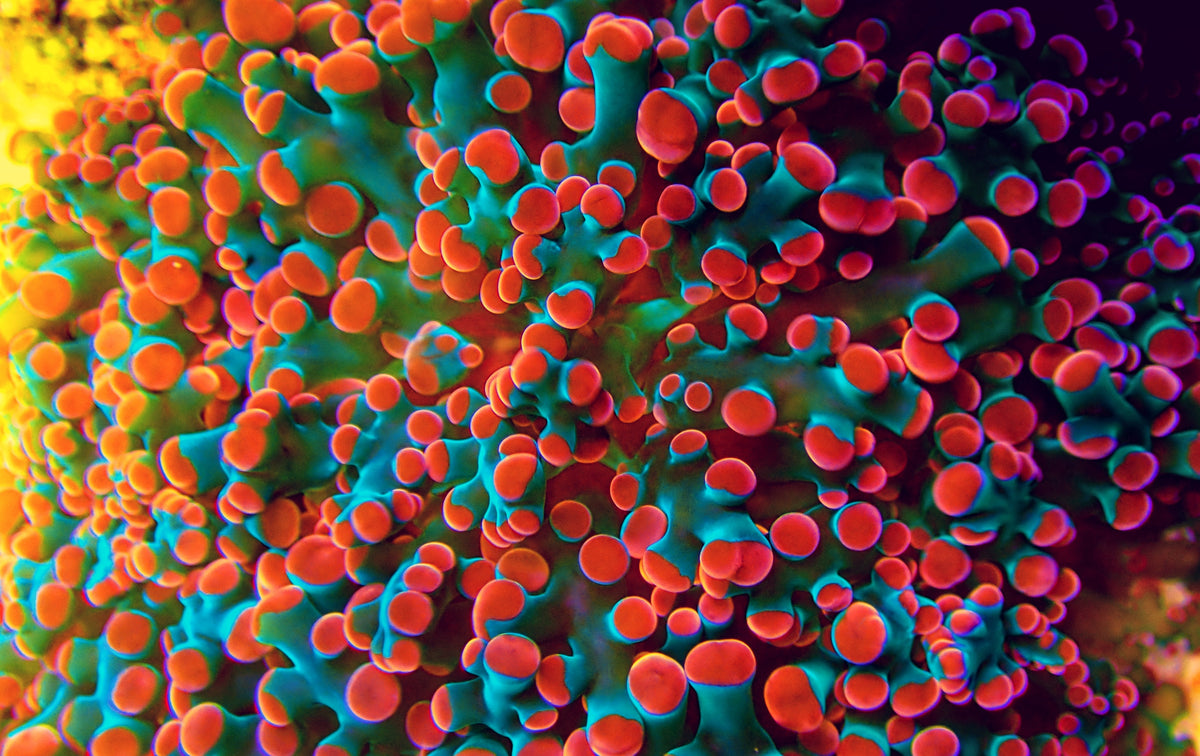 Euphyllia