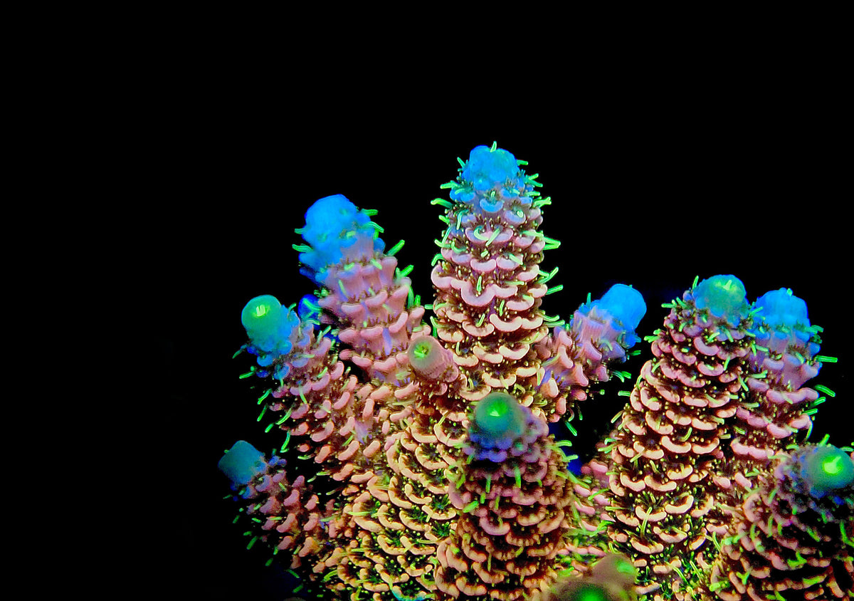 SPS