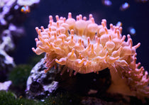 Zeeanemonen