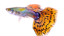 Guppy