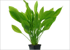 Overige planten