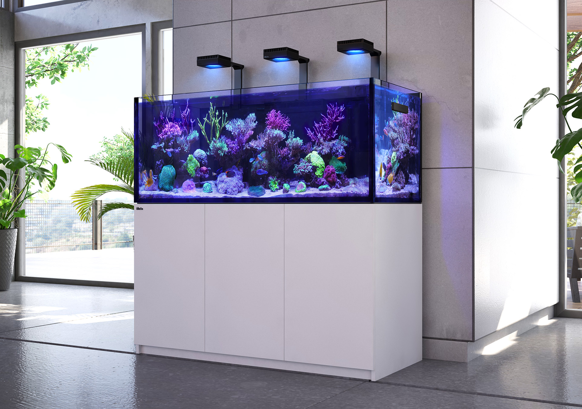 Zeeaquariums