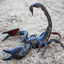 Schorpioenen