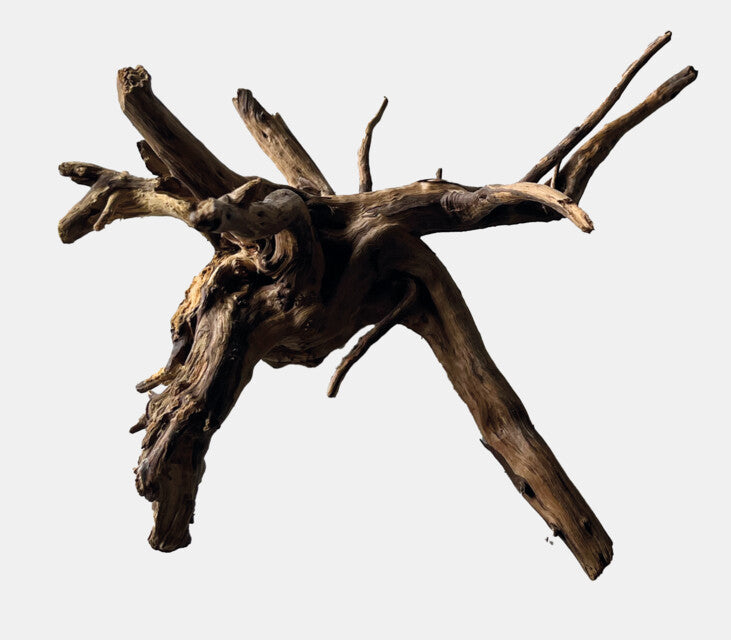 Black Spiderwood