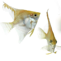 Pt.scalare Maanvis goud 3 cm.