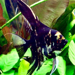 Pt.scalare Maanvis marmer SM