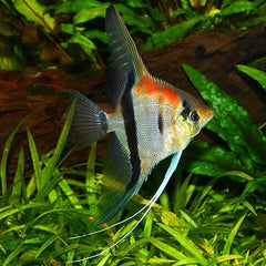 Pt.scalare Maanvis Rio Manacapuru
