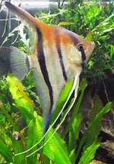 Pt.scalare Maanvis Rio Manacapuru SM