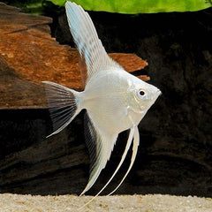 Pt.scalare Maanvis platinum 3 cm.