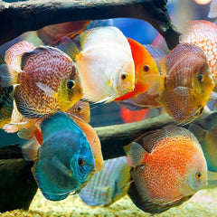 S.discus Discus mix 6-7 cm @