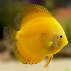 S.discus Discus marlboro yellow 6-7