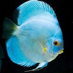 S.discus Discus blue diamant 6-7 cm