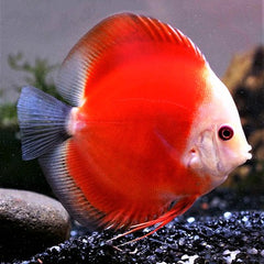 S.discus Discus red marlboro 5-6 cm