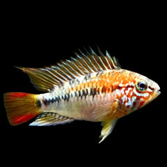 Apistogramma viejita red Dwergcichlide