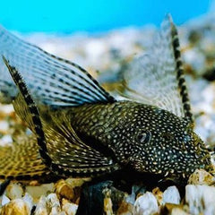 Ancistrus temmincki black longfin 3 cm.