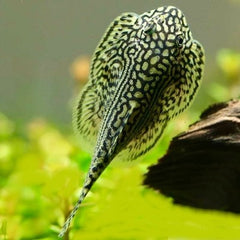 Sewellia lineolata Tijger gastromyzon M#