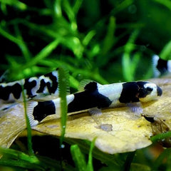 Protomyzon pachychilus Panda loach SM@
