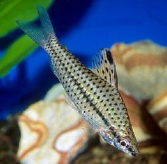 Chilodus punctatus Kopstaander SM @