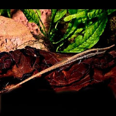 Farlowella acus Gepan.algeneter L @