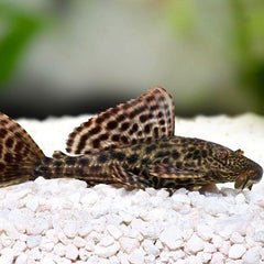 Hypostomus plecostomus Plecostomus 6-7