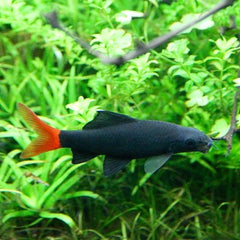Labeo bicolor Vuurstaart L