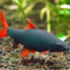 Labeo frenatus Franjeliplabeo L