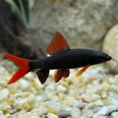 Labeo frenatus Franjeliplabeo M