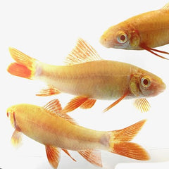 Labeo frenatus Albino labeo M