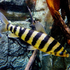 Leporinus affinus Kopstaander S