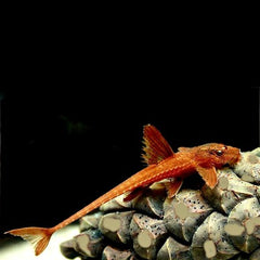 Rineloricaria specie red SM