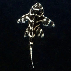 Hypancistrus sp. L333 S