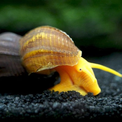 Tylomelania sp.yellow rabbit snail
