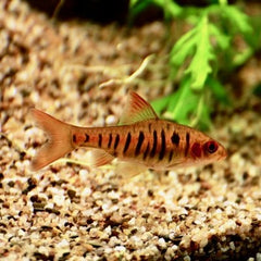 Barbus barilioides L