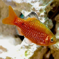 Barb.conchonius Prachtbarbeel L