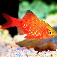 Barb.conchonius Prachtbarbeel goud L