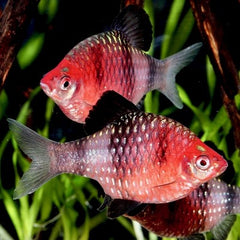 Barbus nigrofasciatus Purperkop M