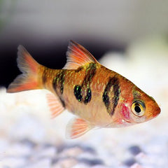 Barb.rhomboocellatus Meloenbarbeel M