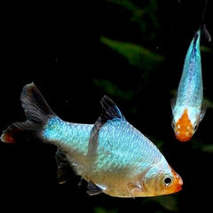 B.tetrazona Sumatraan platinum green M@