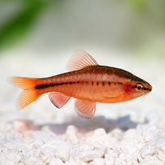 Puntius titteya Sherry barbeel L @