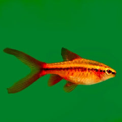 Puntius titteya Sherry barbeel sluier L