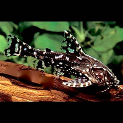 Agamyxis pectinifrons 4-5 cm