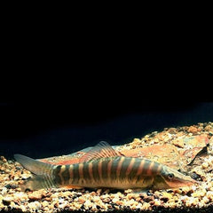 Botia berdmorei M