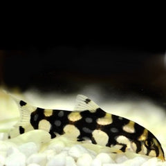 Botia kubotai Marmerbotia M @