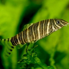 Botia striata Gestreepte botia M