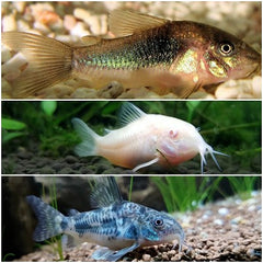 Corydoras Pantsermeerval mix L