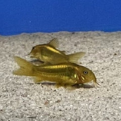 Corydoras gold laser CW010