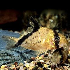 Corydoras melini Pantsermeerval L