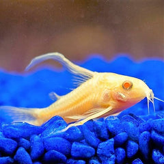 Corydoras paleatus albino longfin L