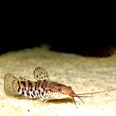 Hoplosternum thoracatum 4-5 cm.